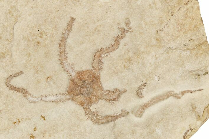 Jurassic Brittle Star Fossil - Solnhofen #256661